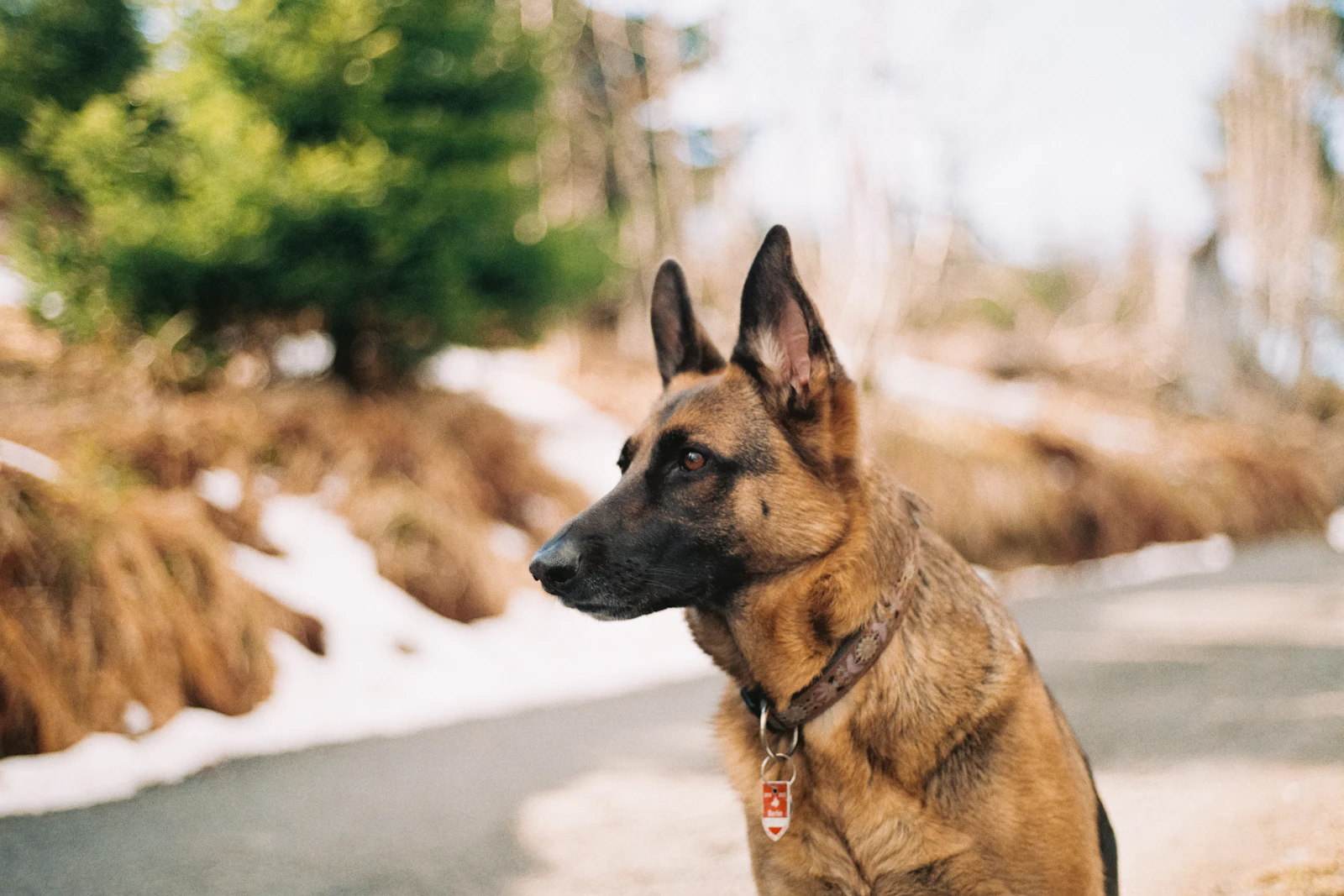 An alert German Shepherd standing at attention near a riverbank with trees in the background