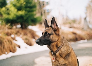 German shepherd near river and trees