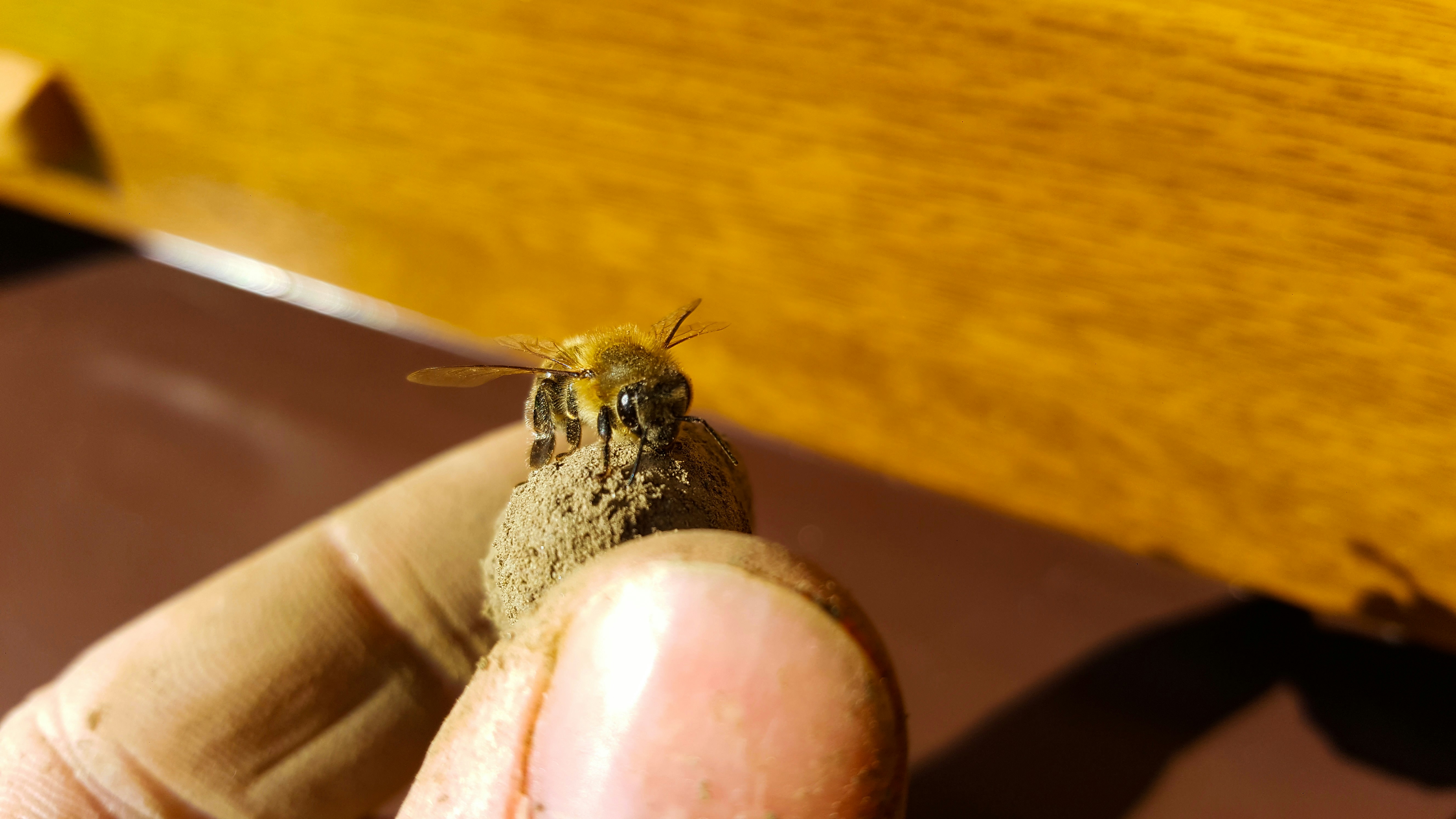 Free Unsplash photo from Oleksandr Shapovalov