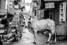 cattle at the street near motorcycle during day