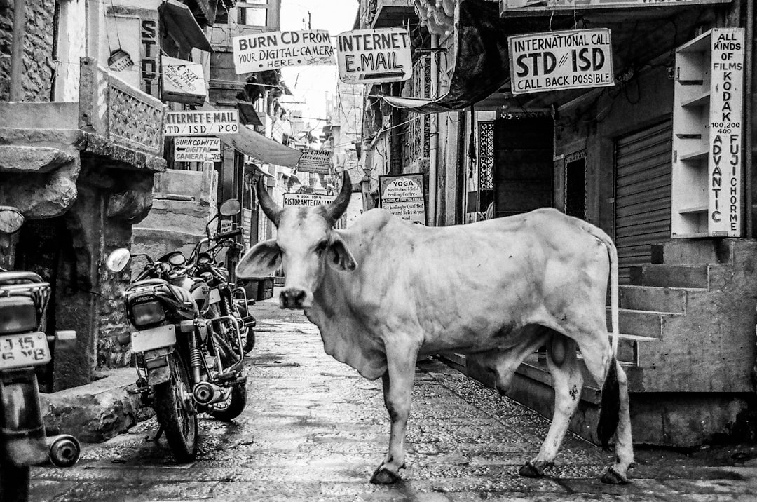 cattle at the street near motorcycle during day, monochrome bull in alley