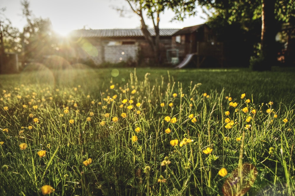 yellow-petaled flower by house