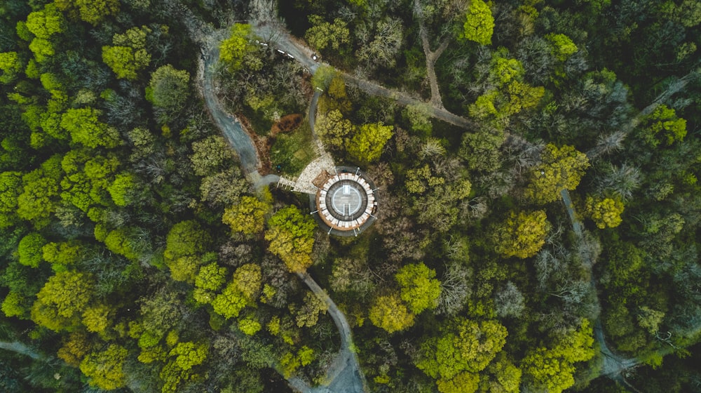 bird's eye view of forest