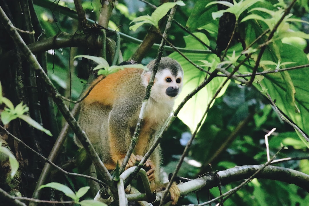 travelers stories about Jungle in Parque Nacional Manuel Antonio, Costa Rica