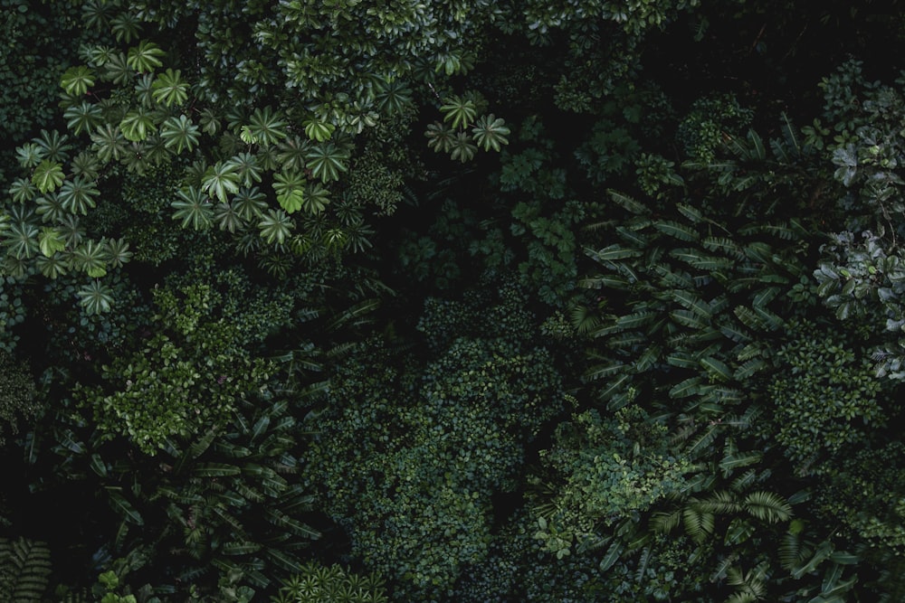 bird's eye view of green plants