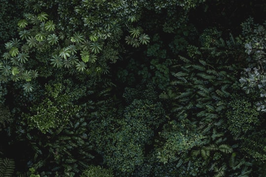 photo of Monteverde Forest near Arenal Volcano National Park