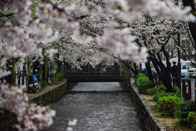 pathway between white cherry blossom trees sakura teams background