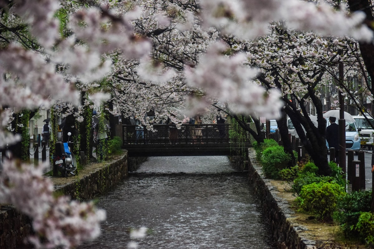 Kyoto March — cherry blossom tree canopy forming a tunnel over a temple pathway in early spring