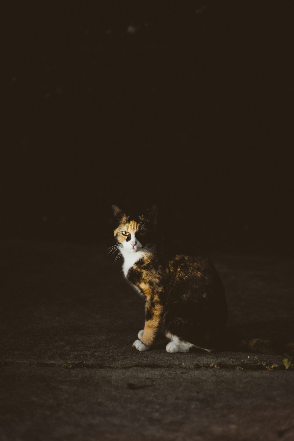 gato sentado no chão