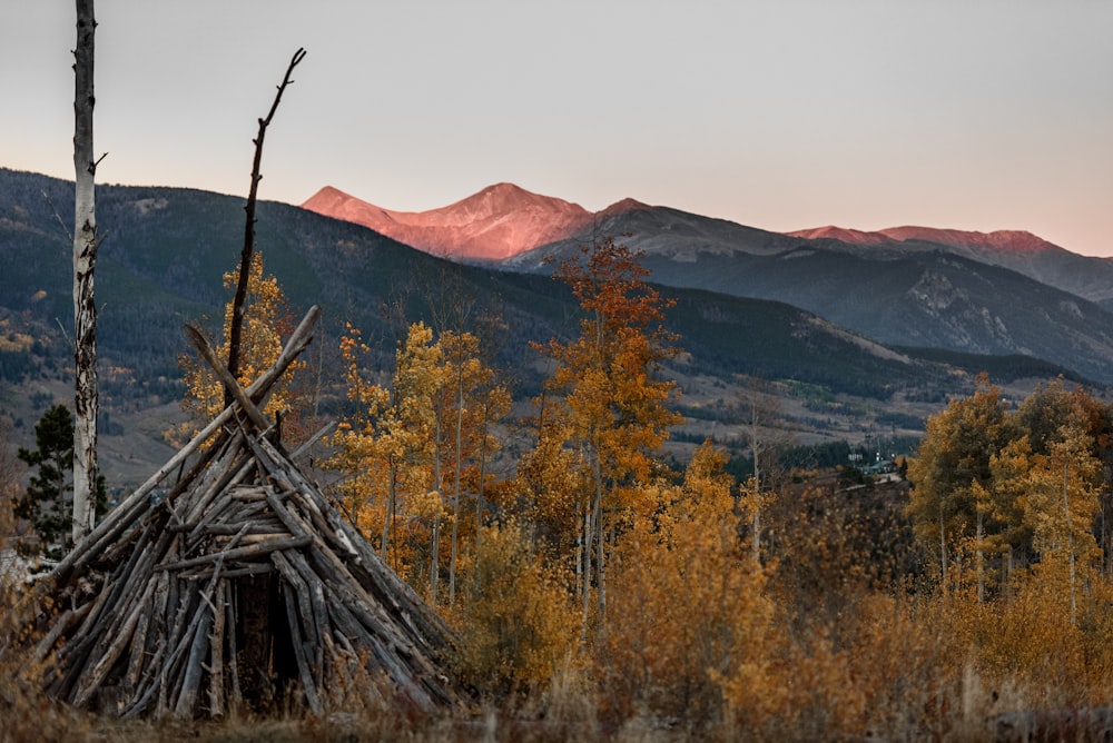 foto da paisagem das árvores e da montanha