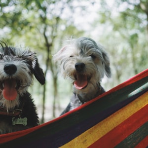 two long-coated white-and-black puppies on hammock