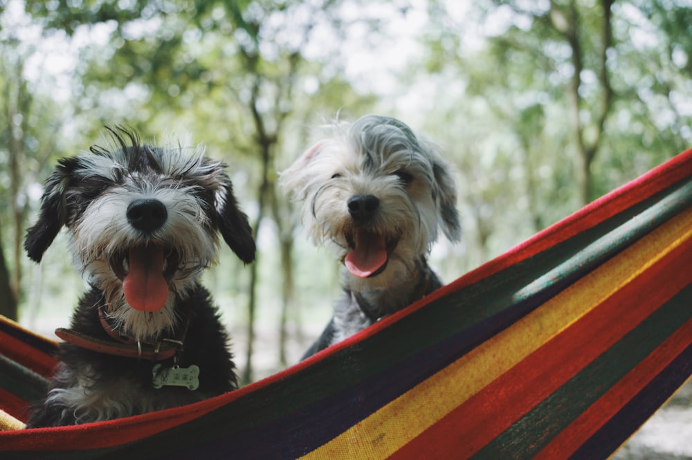 two long-coated white-and-black puppies on hammock