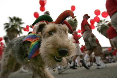 A joyful dog wearing a colorful carnival hat with balloons in the background