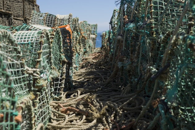 blue and brown ropes