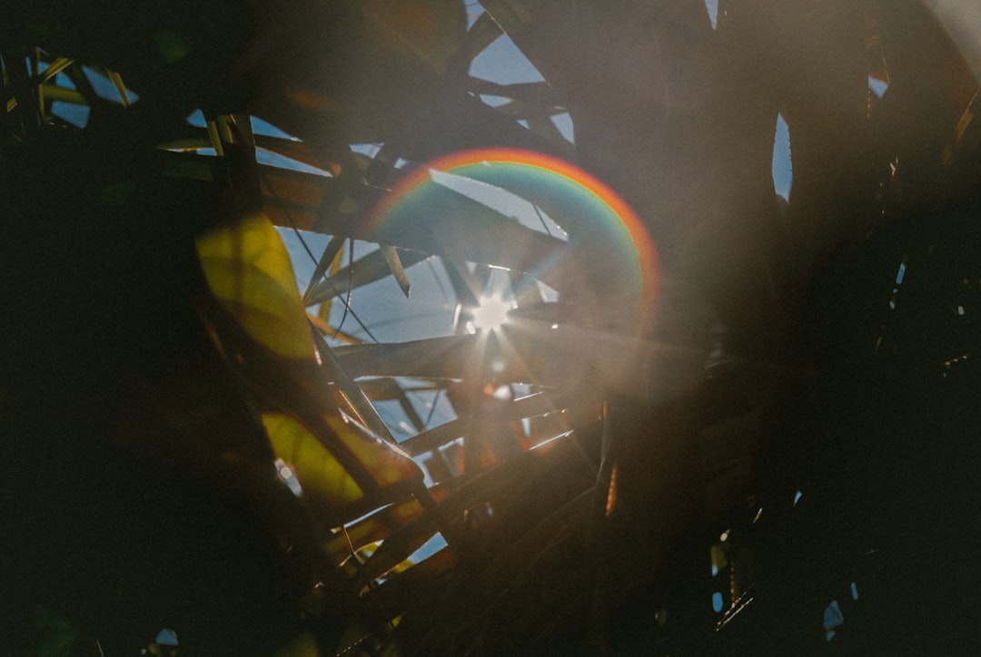 Rainbow sunflare shines through blades of grass and plant leaves