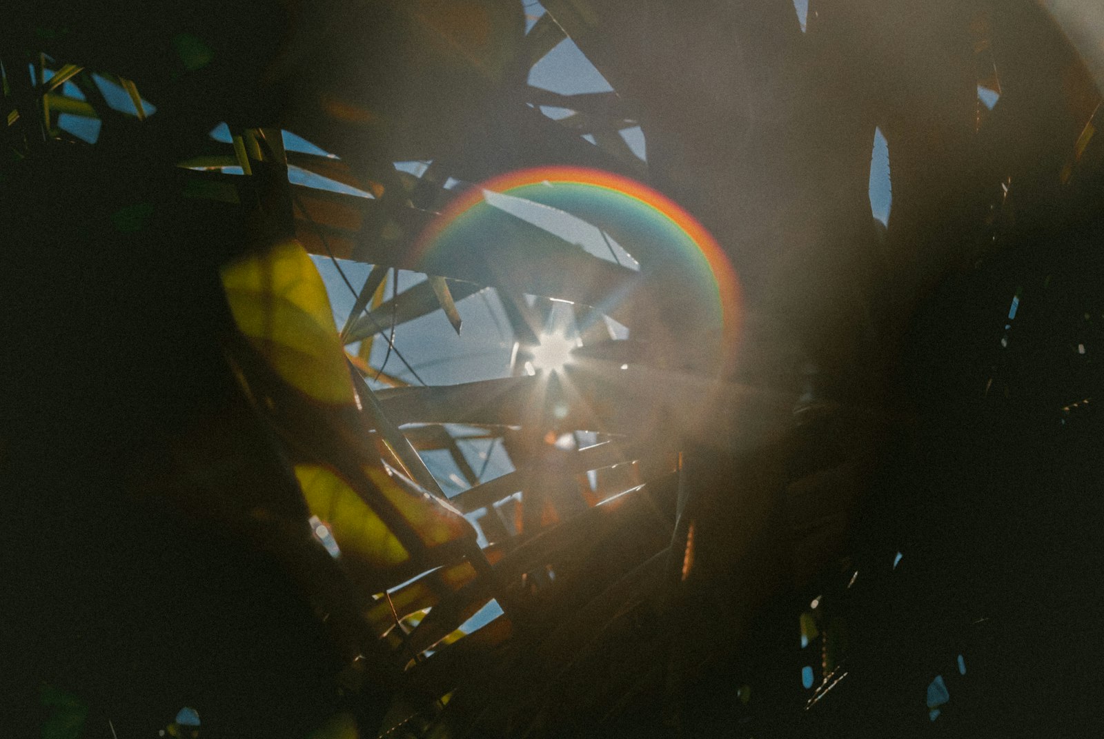 Canon EOS-1D X Mark II + Canon EF 70-200mm F2.8L IS II USM sample photo. Rainbow sunflare shines through photography