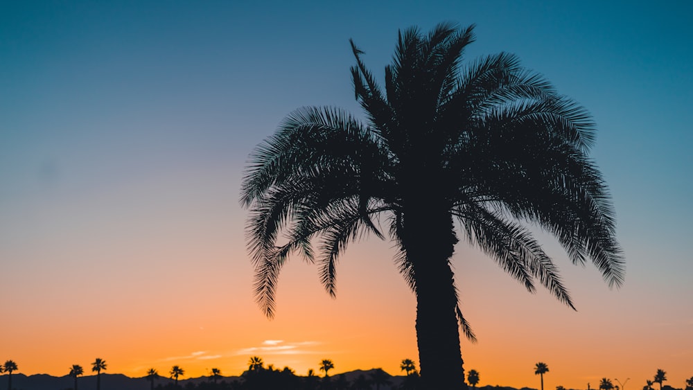 Arbre de silhouette au coucher du soleil