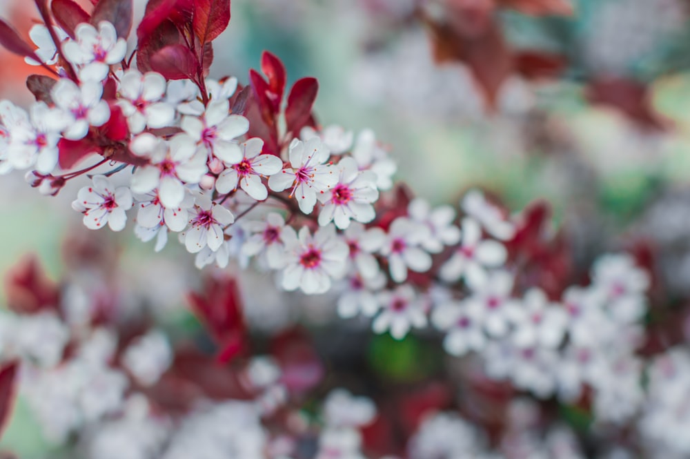 Fotografia a fuoco selettiva di fiori dai petali bianchi e rosa