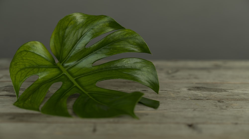 green leaf on brown surface