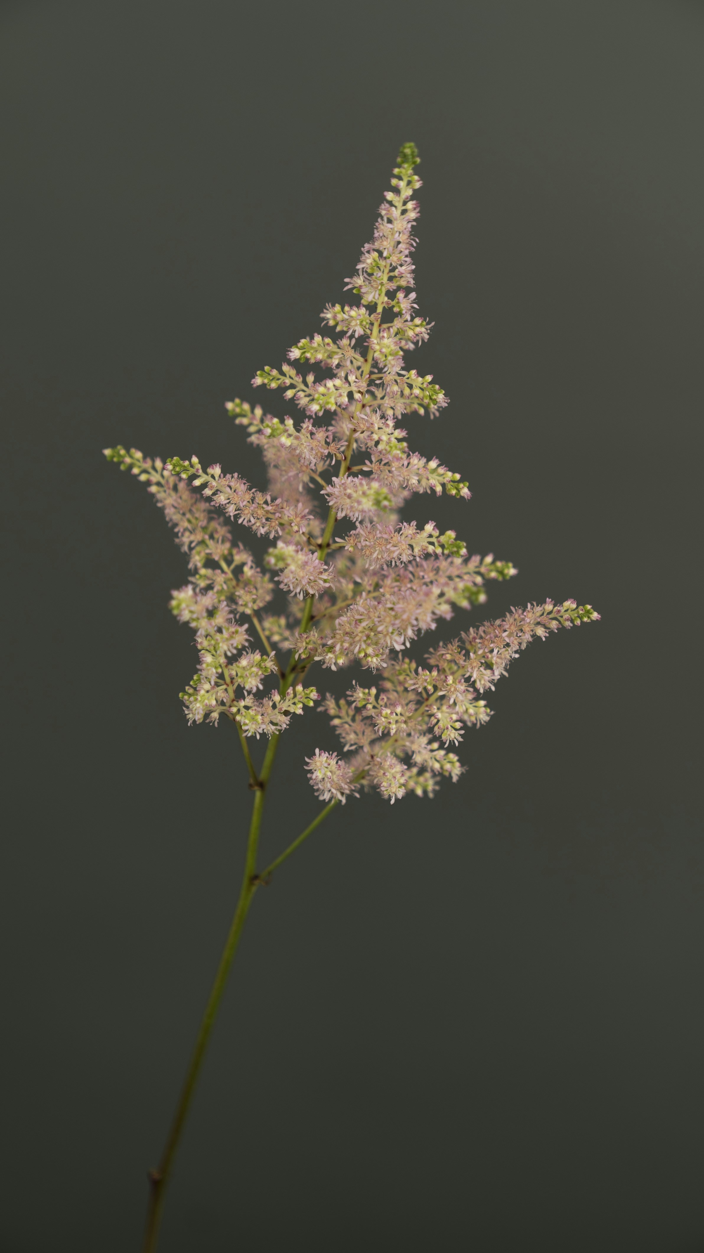 Free Unsplash photo from Otto Norin