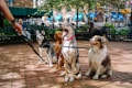 four dogs on park