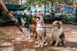 four dogs on park
