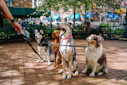 four dogs on park