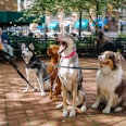 four dogs on park