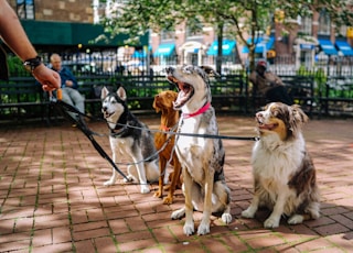 four dogs on park