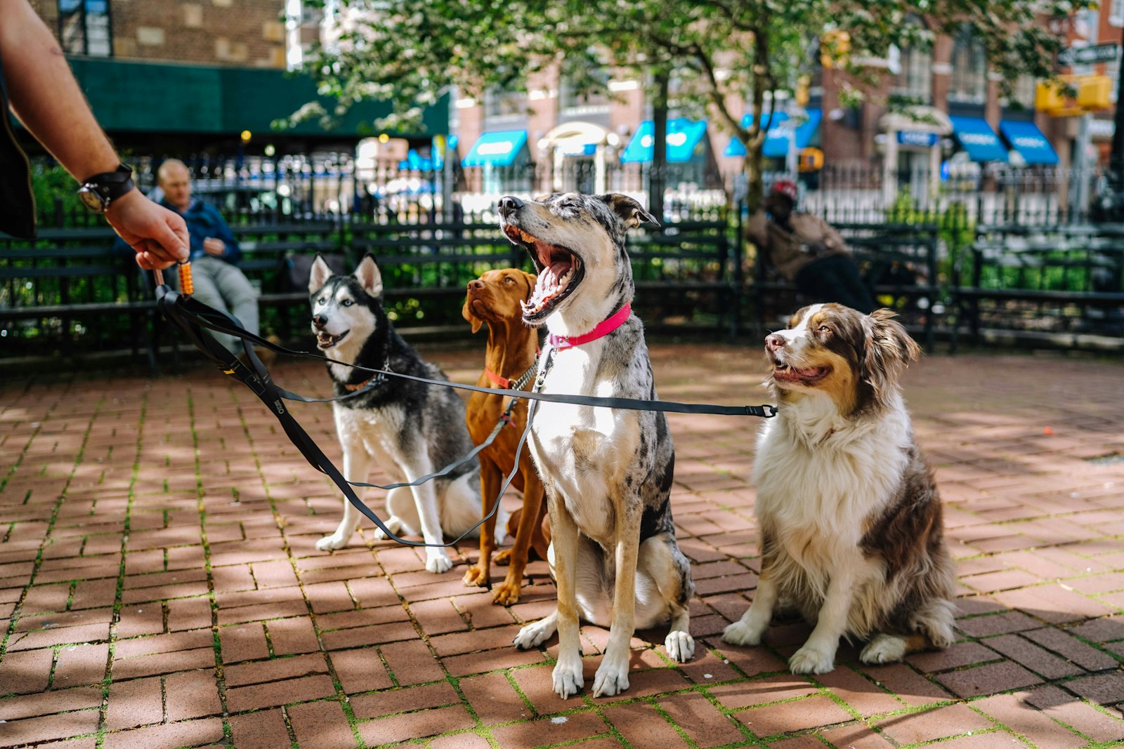 Sony Distagon T* FE 35mm F1.4 ZA sample photo. Four dogs on park photography