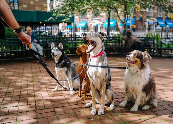 four dogs on park