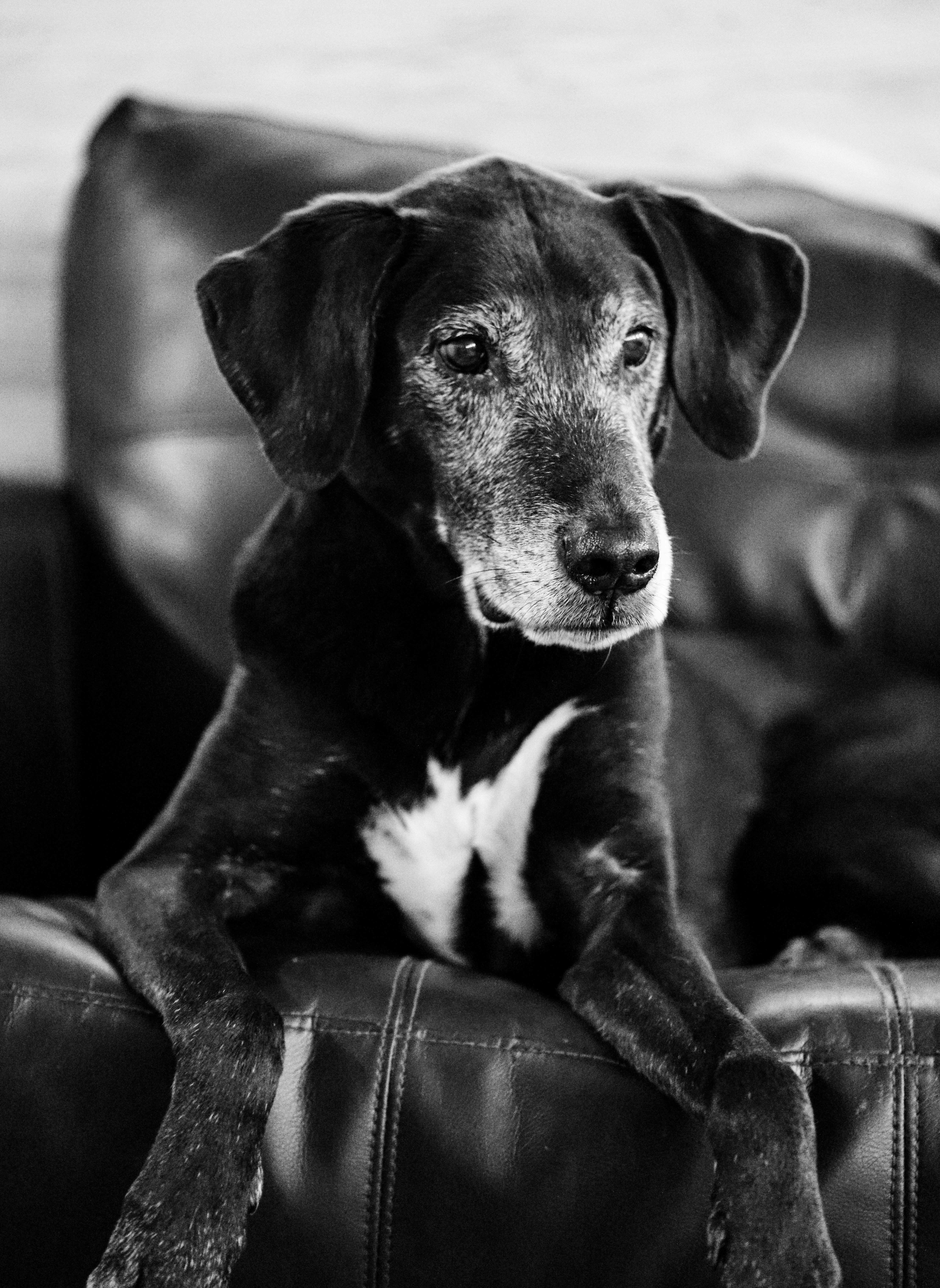 Essential Tips for Caring for Your Senior Dog