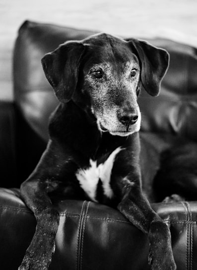 A black and white photograph of a senior dog with greying fur, comfortably resting its front paws on a cushion. The dog's expression is calm and thoughtful, and it is looking slightly to the side.