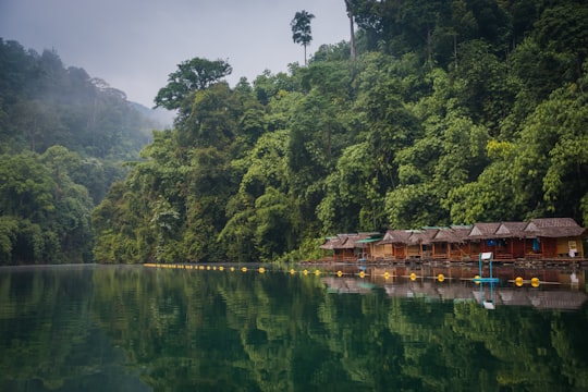 green trees near brown huts in Khao Sok National Park Thailand