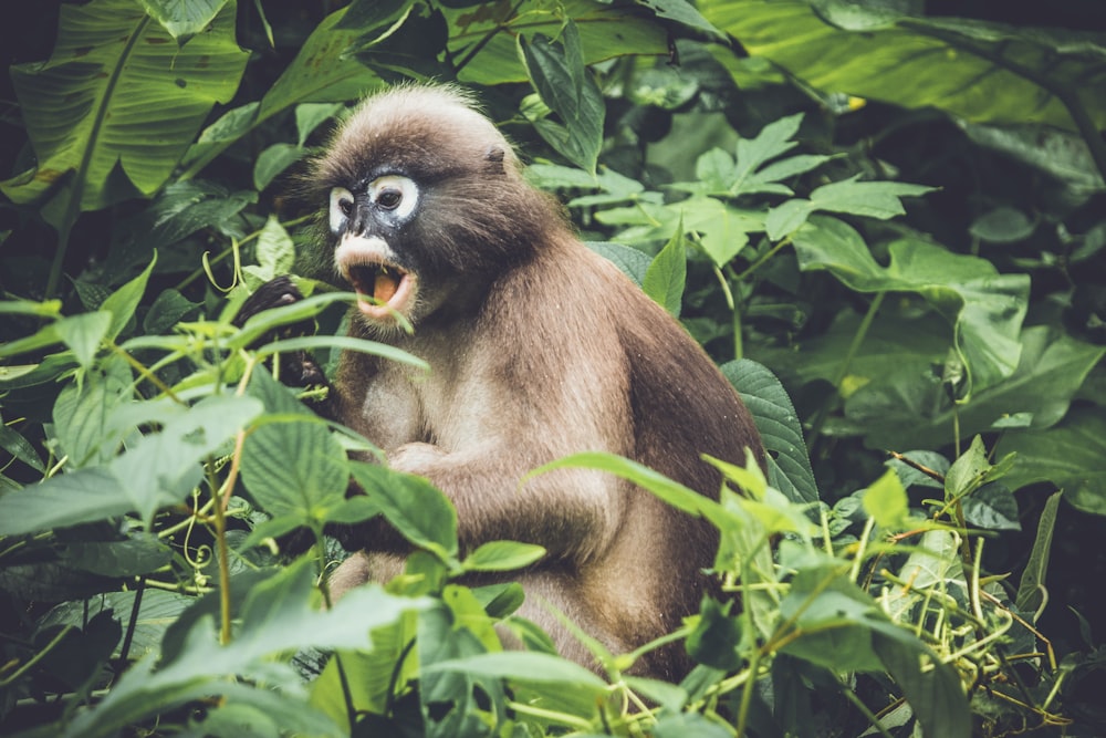 brown monkey eating fruits on tree during day time