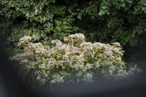 A collection of lush shrubs in a garden setting.
