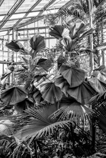 A black-and-white image of a large greenhouse filled with various tropical plants. Prominent fan-shaped leaves are in the foreground, with complex structures of glass and steel making up the greenhouse's roof and walls in the background.