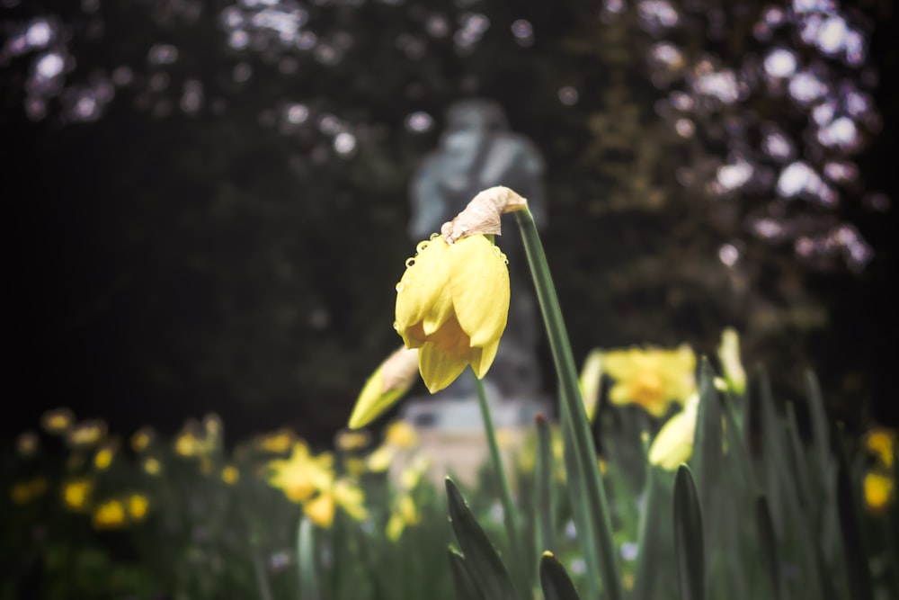 yellow flower focus photography