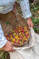 A person is pouring a basket of colorful coffee cherries into a burlap sack. The cherries vary in color, including red, yellow, and green. The person is wearing a patterned long-sleeved shirt.