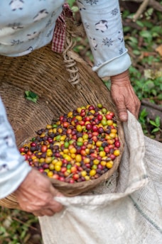 A person is pouring a basket of colorful coffee cherries into a burlap sack. The cherries vary in color, including red, yellow, and green. The person is wearing a patterned long-sleeved shirt.