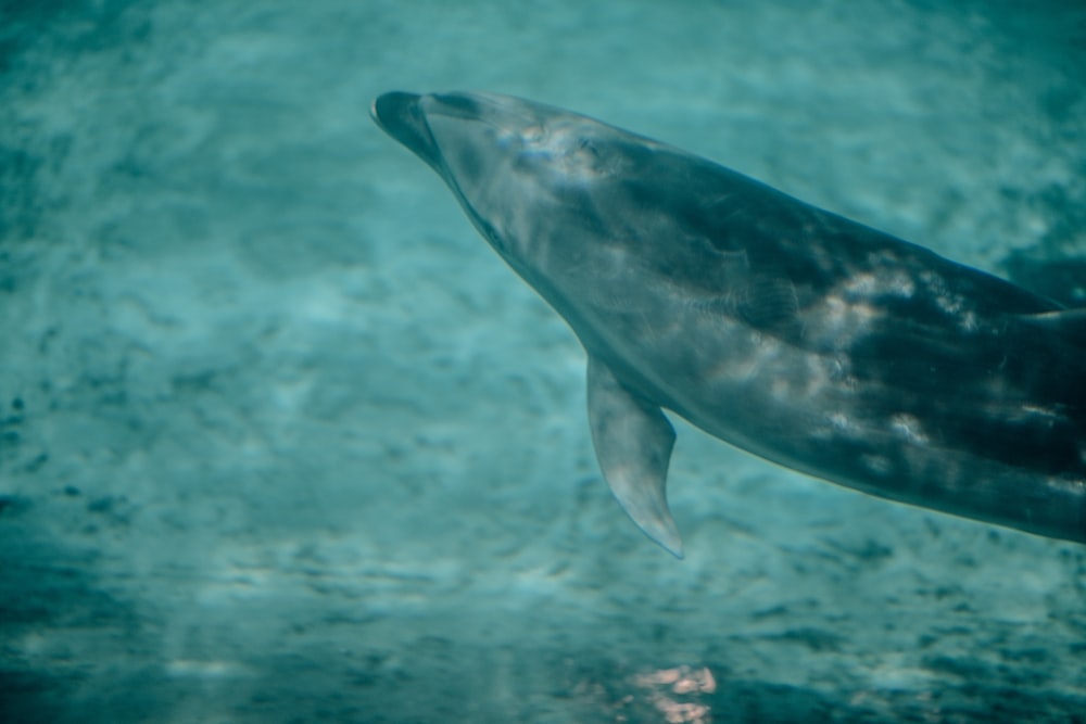 a close up of a dolphin swimming in the water
