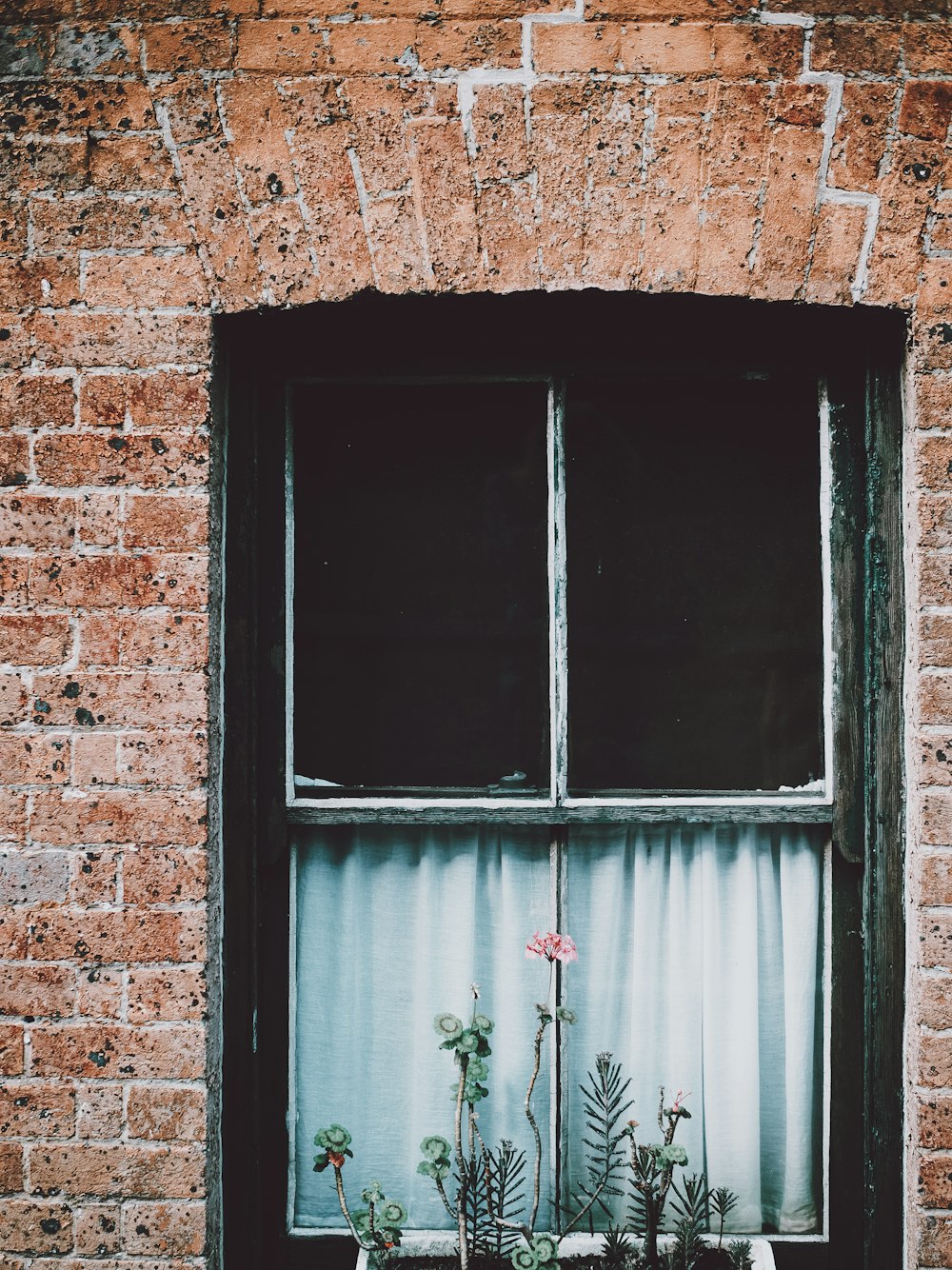 pink petaled flower outside windowpane