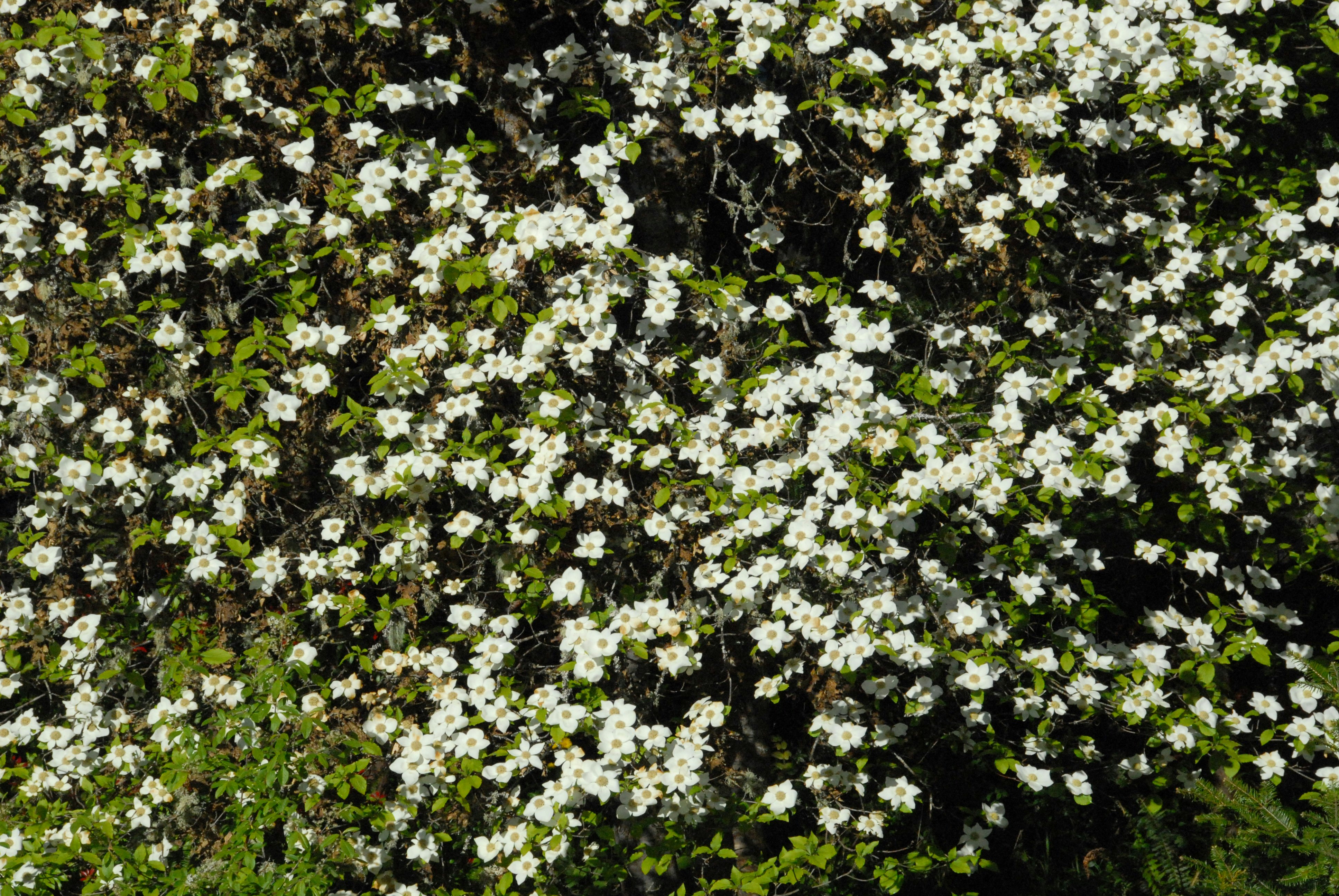 Free Unsplash photo from Dan Schubart