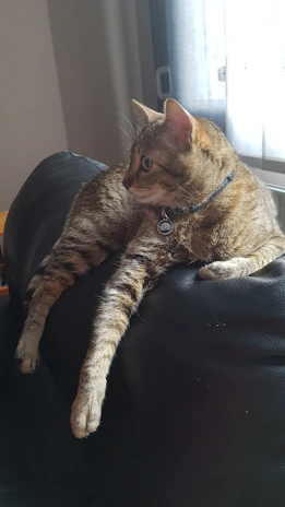 A playful cat with a bright pink personalized pet tag on its collar, lounging on a cozy sofa.