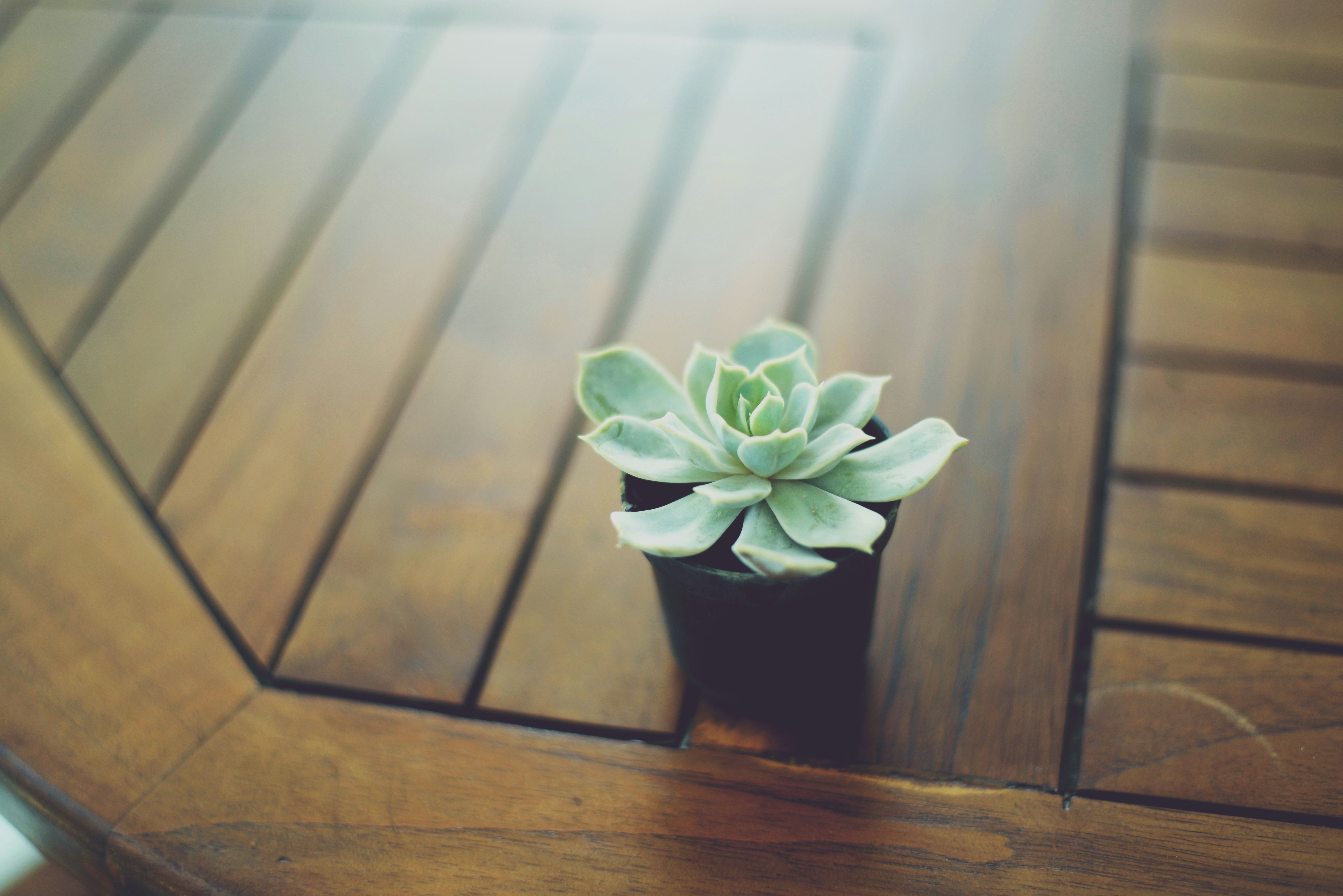 Free Unsplash photo from bluish flowers