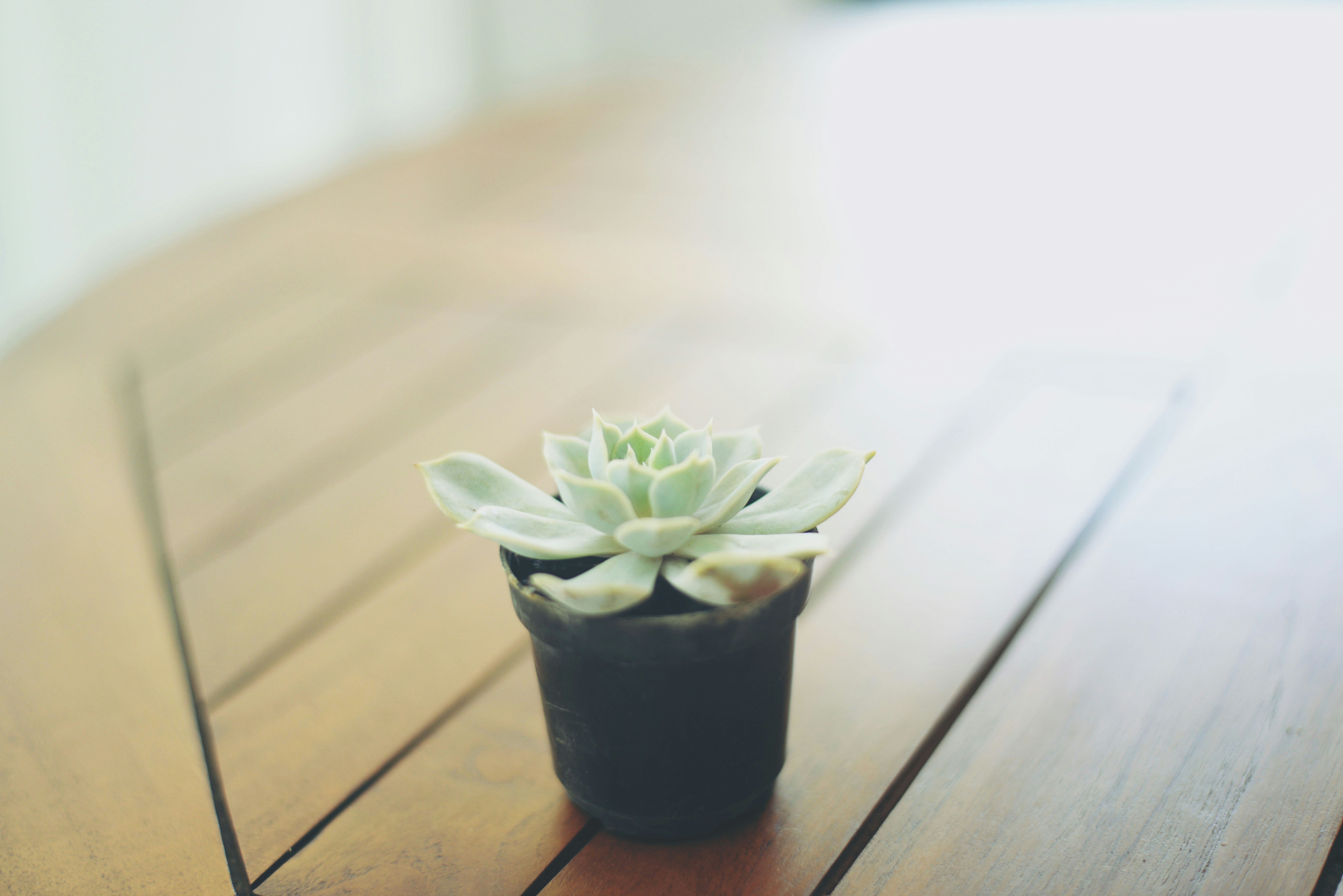 Free Unsplash photo from bluish flowers