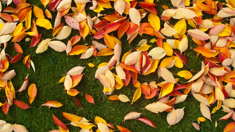 feuilles séchées sur l’herbe