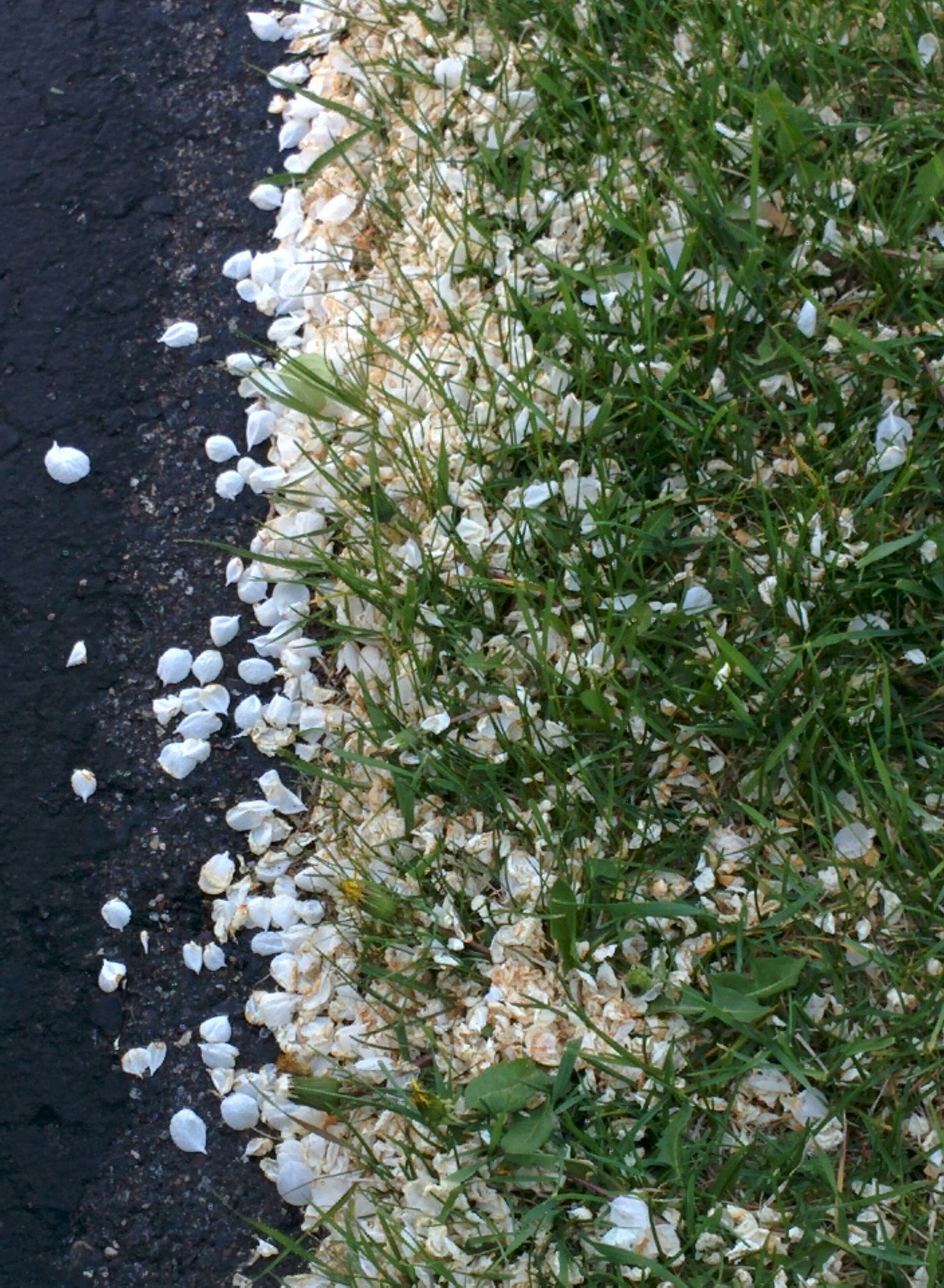 Free Unsplash photo from Girish Karthikeyan