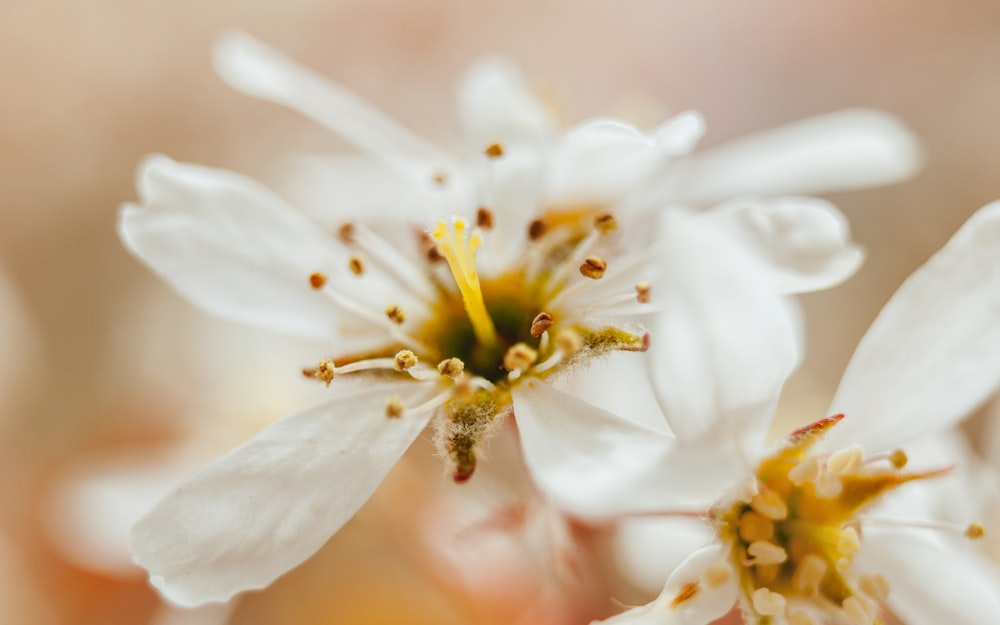 Plan peu profond de fleurs blanches