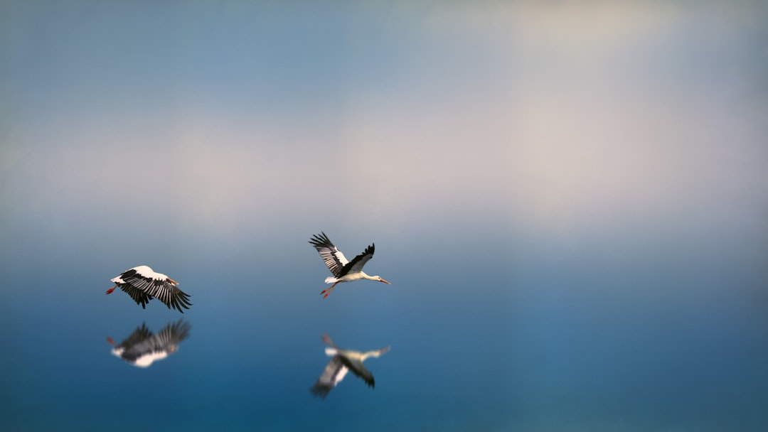  two white and black birds flying on to of water reflecting selves stork